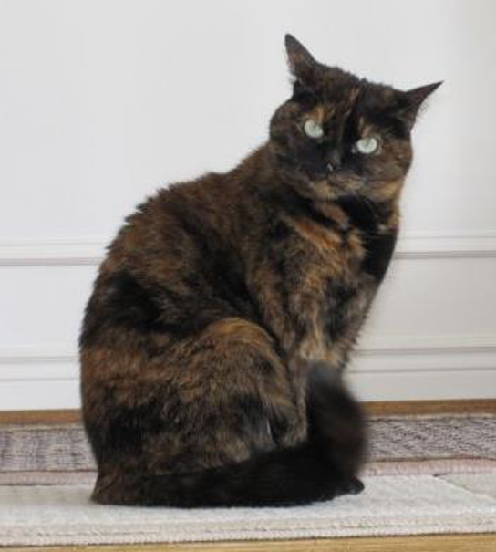 Photo shows a tortoiseshell cat with orange and black fur.