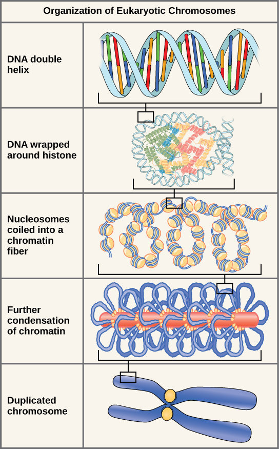 Illustration shows the levels of organization of eukaryotic chromosomes, starting with the DNA double helix, which wraps around histone proteins. The entire DNA molecule wraps around many clusters of histone proteins, forming a structure that looks like beads on a string. The chromatin is further condensed by wrapping around a protein core. The result is a compact chromosome, shown in duplicated form.