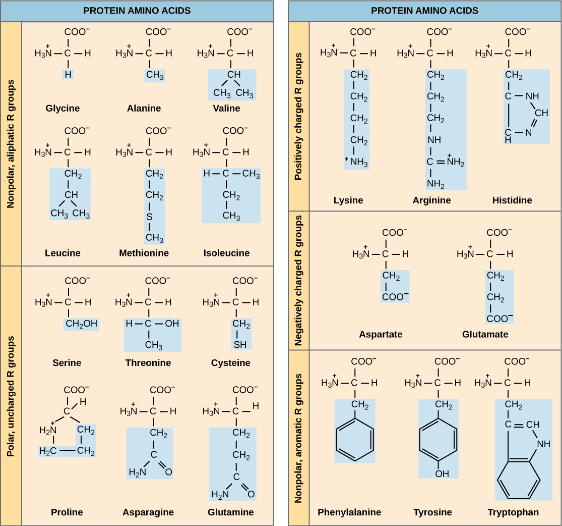 Structures of the twenty amino acids are given. Six amino acids—glycine, alanine, valine, leucine, methionine, and isoleucine—are non-polar and aliphatic, meaning they do not have a ring. Six amino acids—serine, threonine, cysteine, proline, asparagine, and glutamate—are polar but uncharged. Three amino acids—lysine, arginine, and histidine—are positively charged. Two amino acids, glutamate and aspartate, are negatively charged. Three amino acids—phenylalanine, tyrosine, and tryptophan—are nonpolar and aromatic.
