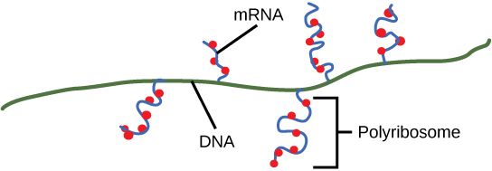 Illustration shows multiple mRNAs transcribed off one gene. Ribosomes attach to the mRNA before transcription is complete and begin to make protein.