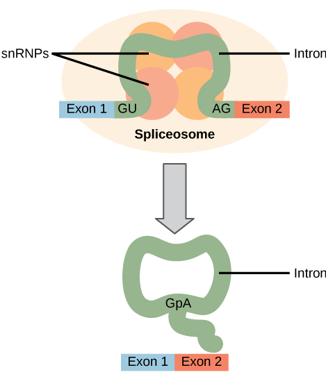 Illustration shows a spliceosome bound to mRNA. An intron is wrapped around snRNPs associated with the spliceosome. When the splice is complete, the exons on either side of the intron are fused together, and the intron forms a ring structure.