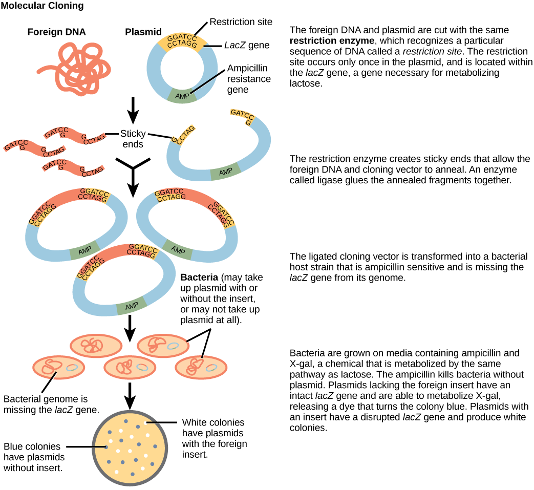 Figure illustrates the steps in molecular cloning into a plasmid called a cloning vector. The vector has a lacZ gene, which is necessary for metabolizing lactose, and a gene for ampicillin resistance. Within the lacZ gene are restriction sites, sequences of DNA cut by a particular restriction enzyme. The DNA to be cloned and the plasmid are both cut by the same restriction enzyme. The restriction enzyme staggers the cuts on the two strands of DNA, such that each strand has an overhanging single-stranded bit of DNA. On one strand, the sequence of the overhang is GATC, and on the other, the sequence is CTAG. These two sequences are complementary, and allow the fragment of foreign DNA to anneal with the plasmid. An enzyme called ligase joins the two pieces together. The ligated plasmid is then transformed into a bacterial strain that lacks the lacZ gene and is sensitive to the antibiotic ampicillin. The bacteria are plated on media containing ampicillin, so that only bacteria that have taken up the plasmid (which has an ampicillin resistance gene) will grow. The media also contains X-gal, a chemical that is metabolized in the same way as lactose. Plasmids lacking the insert are able to metabolize X-gal, releasing a dye from X-gal that turns the colony blue. Plasmids with the insert have a disrupted lacZ gene and produce white colonies. Thus, colonies containing the cloned DNA can be selected on the basis of color.