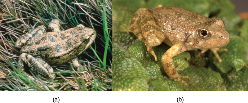 Photo a shows Rana aurora, a beige frog with green spots. Photo b shows Rana boylii, a brown frog.