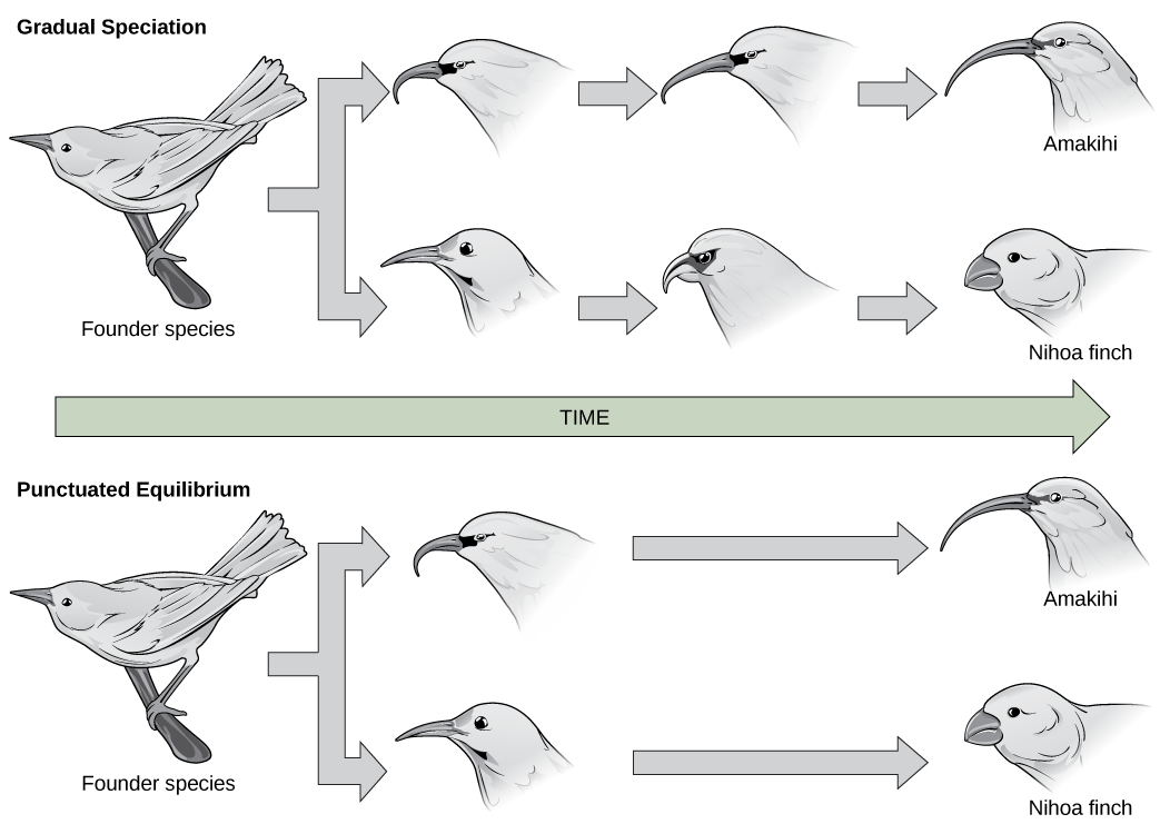 In the gradual speciation example, a founder species of bird diverges into one species with a hooked beak, and another with straight beak. Over time, the hooked beak gets longer and thinner, and the straight beak gets shorter and fatter. In the punctuated equilibrium example, as in the graduated speciation example, the founder species diverges into one species with a hooked break and another with a straight beak. However, in this case the hooked and straight beaks gives rise immediately to long, thin and short, fat beaks.
