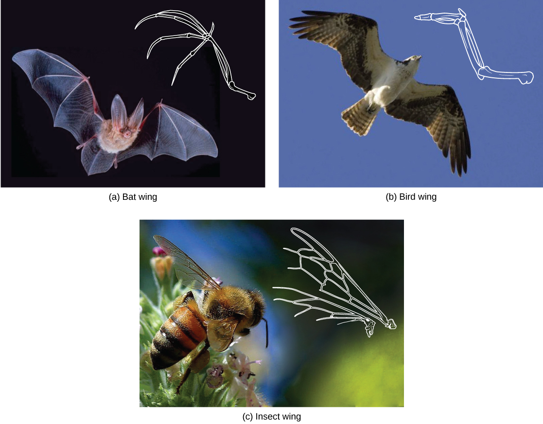 Photo a shows a bat wing, photo b shows a bird wing, and photo c shows a honeybee wing, and all three are similar in overall shape. However, the bird wing and bat wing are both made from homologous bones that are similar in appearance. The honeybee wing is made of a thin, membranous material rather than bone.