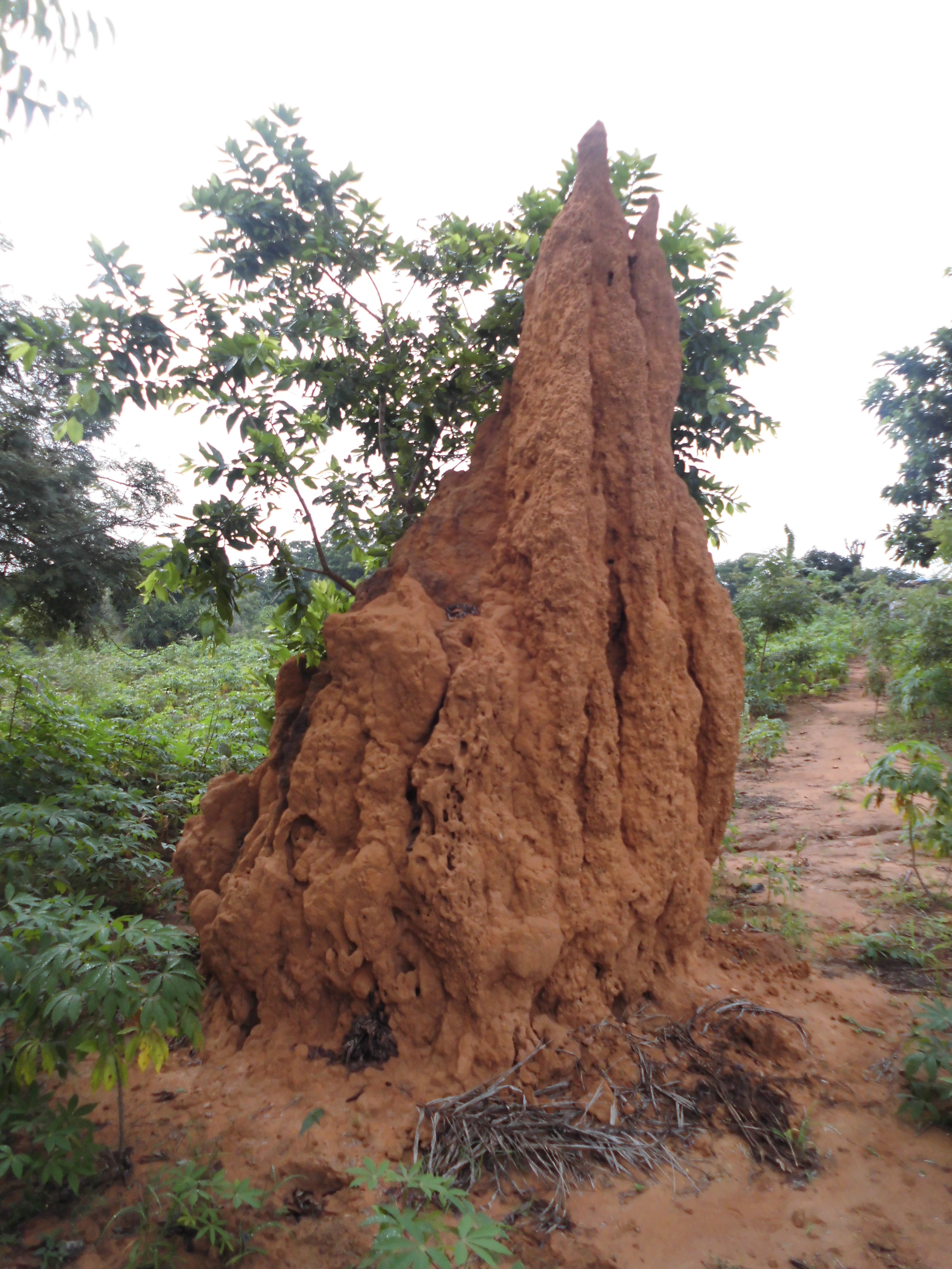 Large termite mound in Ghana