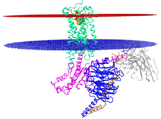 class A GPCR Cannabinoid Receptor-GiComplex Structures (6KPF).png