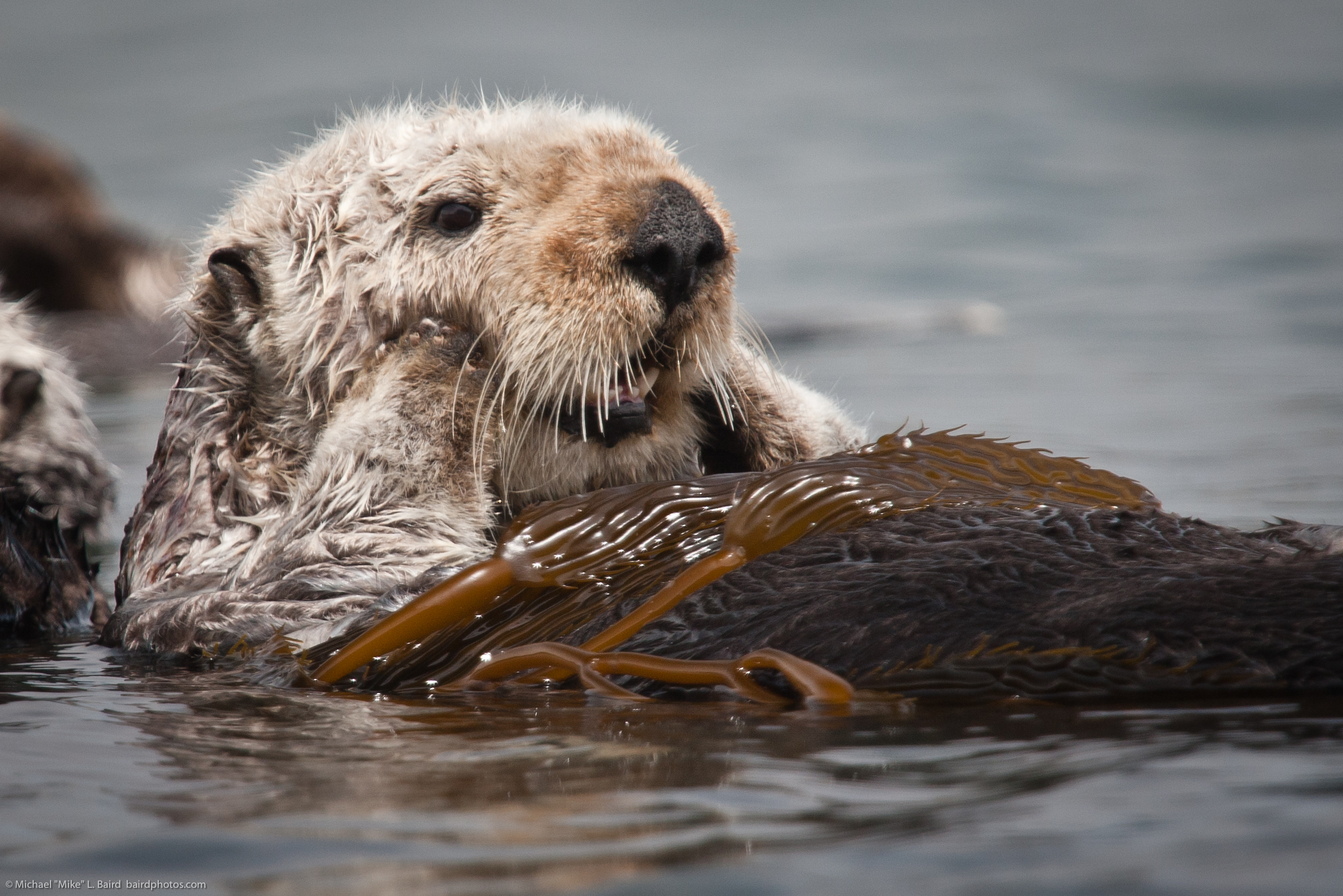 California_Sea_Otter.jpg