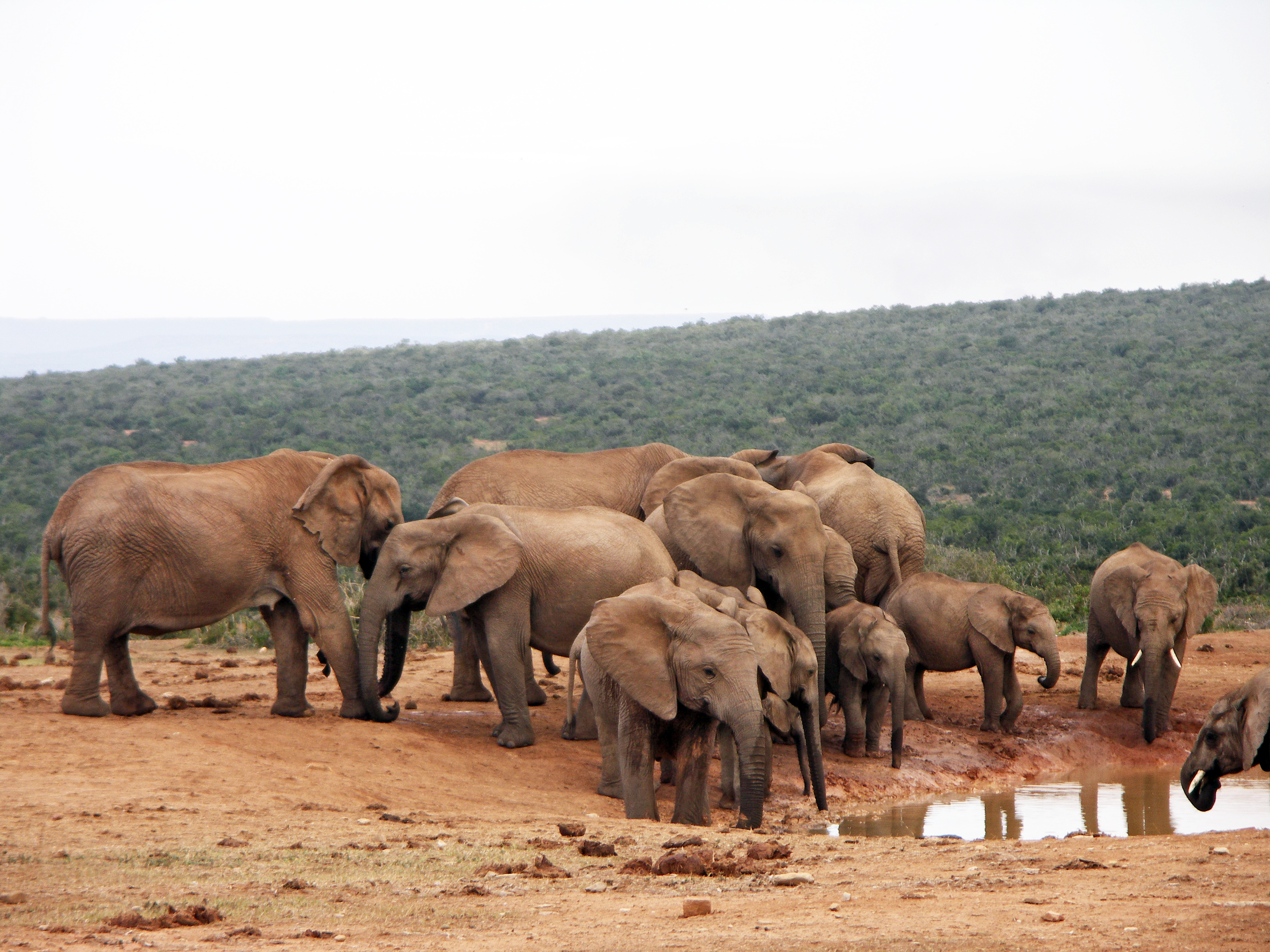 Elephants in Addo National park, many without tusks.