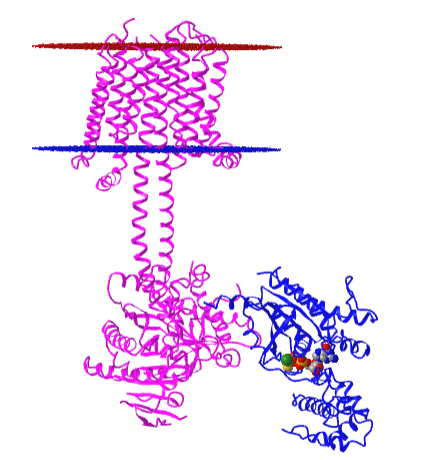adenylyl cyclase bound to an activated stimulatory G protein 6R3Q.png