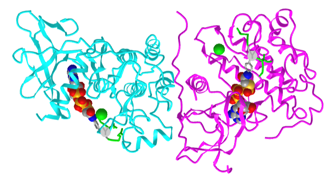 EGFR_kinasedomain_Peptide_ATPanalo (2GS6).png