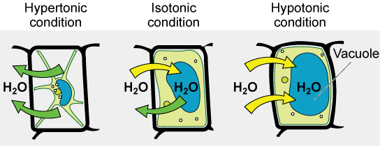Plant cells and subsequent water movement in hypertonic, isotonic, and hypotonic environments