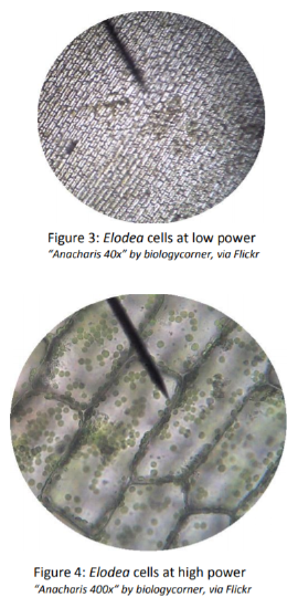 Elodea cells viewed under the microscope at low power (top) and high power (bottom)