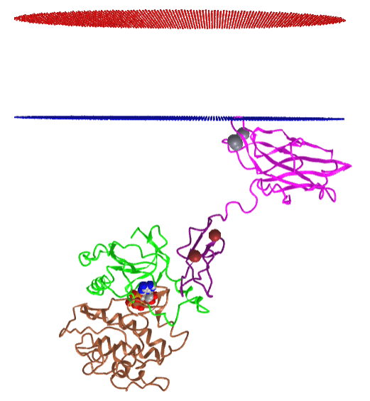 Protein Kinase C beta II.png