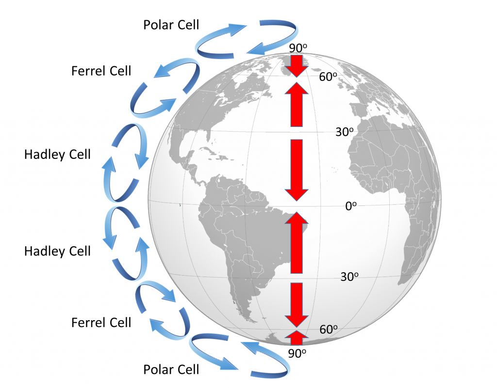 This diagram of Earth features blue arrows representing atmospheric convection cells, and red arrows representing surface winds. The blue arrows are arranged in pairs on the left of the diagram. Outward from the equator, each cell is labeled Hadley Cell, Ferrel Cell, and Polar Cell. Alternating pairs of vertical red arrows point toward the latitudes of 0, 30, 60, and 90 degrees North and South.