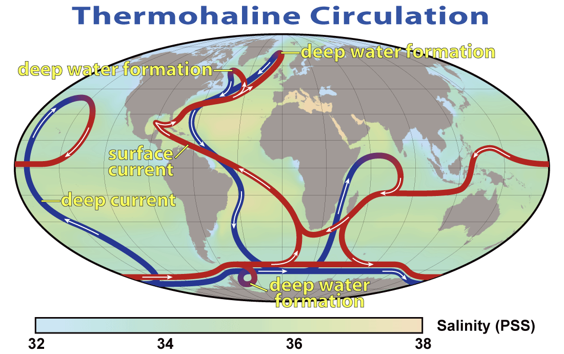 This map of the earth uses arrows to illustrate the global system of thermohaline circulation. The path of circulation is a thick line with white arrows indicating direction of movement. Red indicates a surface current, blue indicates a deep current, and transitions between these colors indicate a deep water formation. 