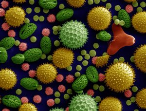 This close up image displays a detailed visualization of what pollen looks like with large green, pink, and yellow spiky spheres and oval shapes in various sizes.