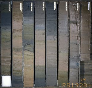 This image of a sediment core shows clear layering and vertical changes in color and composition.