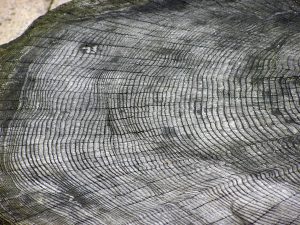 This picture shows the tree rings on a cross-section of a cut tree. Each ring represents one year.