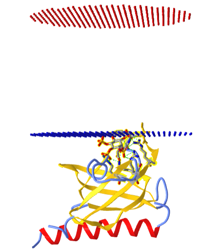 PH domain bound to inositol (1,3,4,5)-tetrakisphosphate .png