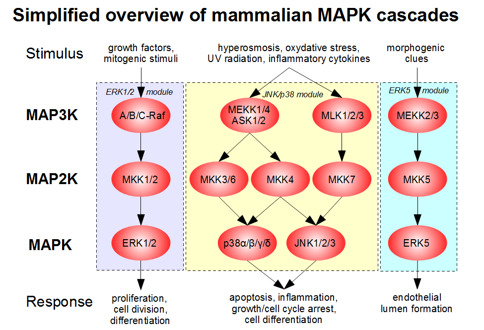 MAPK-pathway-mammalian.png
