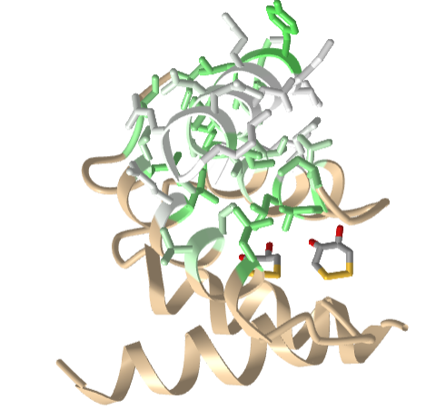 Amphiphilic anchoring peptide AKAP-IS _ RIIalpha Rsubunit_PKA  (2IZX).png