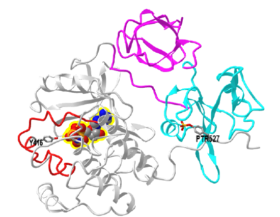 Human tyrosine-protein kinase C-Src in complex with AMP-PNP (2SRC).png