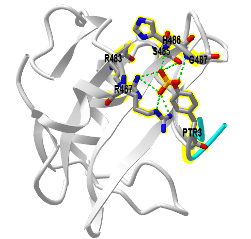 Phosphotyrosine peptide bound to the SH2 domain of Fer tyrosine kinase (6KC4).png