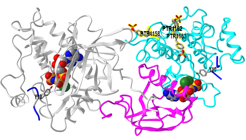 Activated insulin receptor tyrosine kinase in complex with peptide substrate and ATP analog (1IR3).png