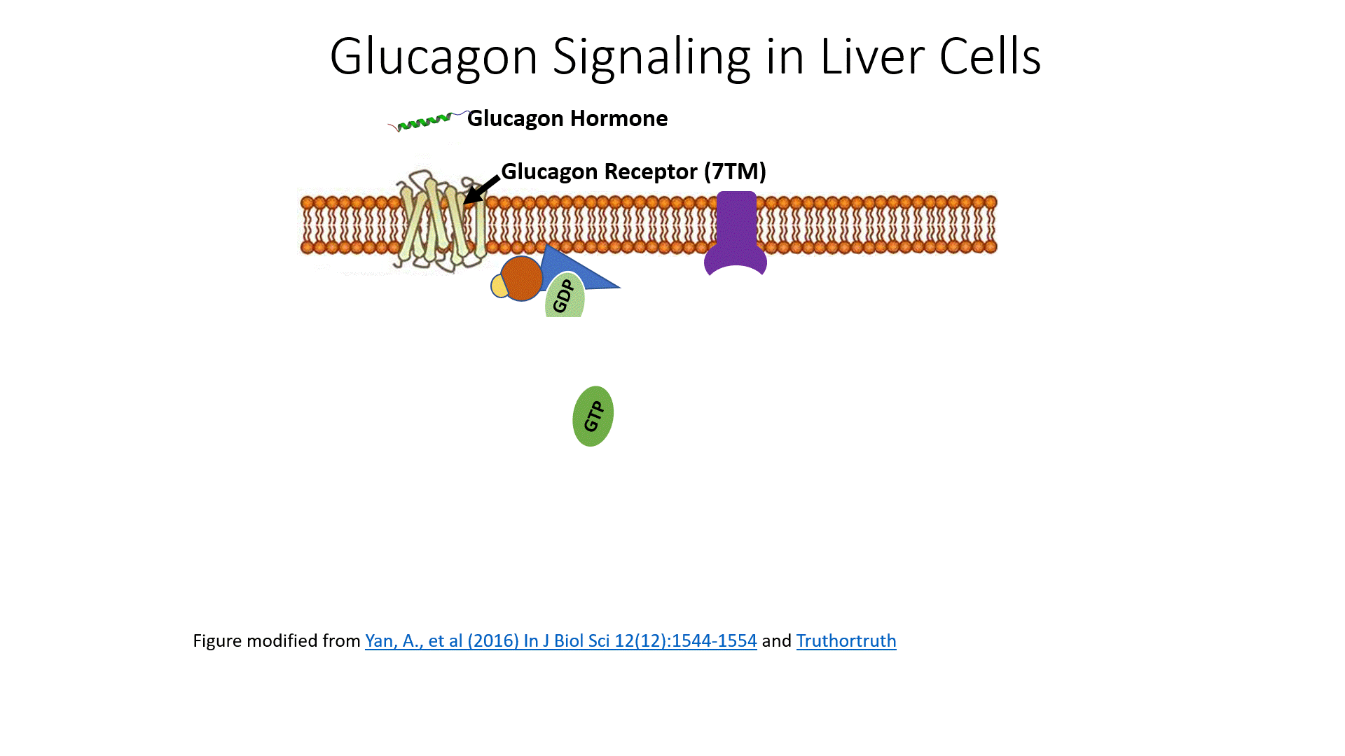 Glucagon Signaling Slides.gif
