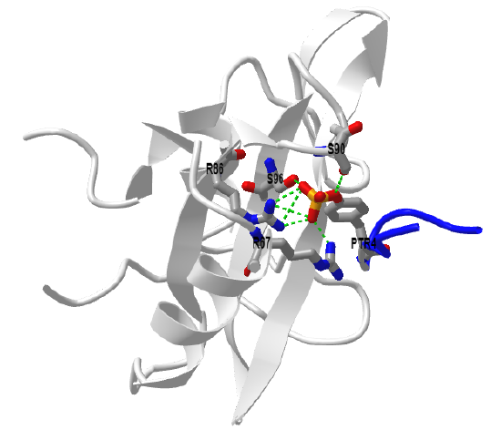 GRB2-SH2 domain in complex with a high affinity phosphopeptide.png