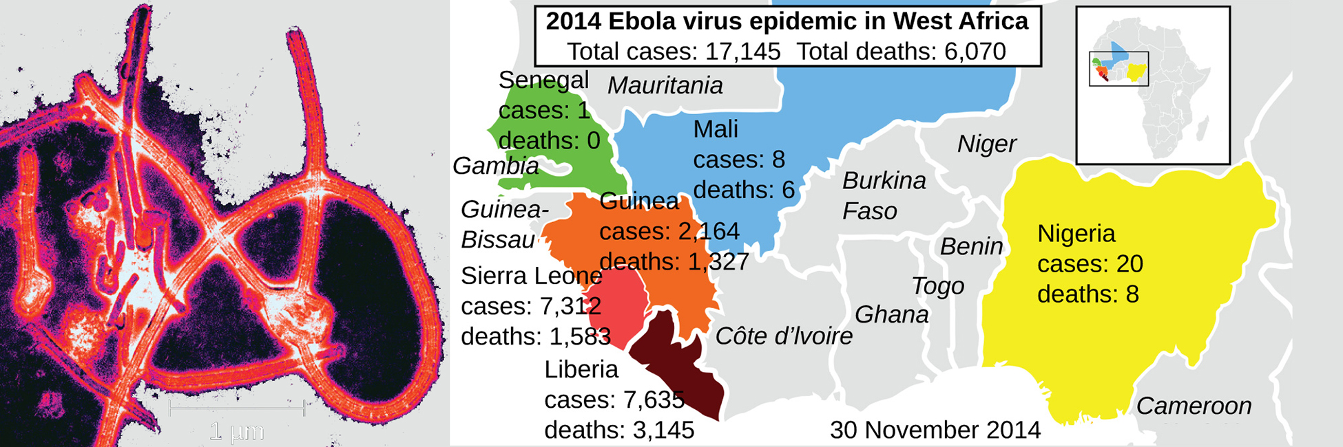 La micrografía electrónica muestra virus lineales envueltos en una estructura en forma de delta. El mapa muestra las epidemias de ébola 2014 en África Occidental. Se registraron 17 124 casos totales y 6 mil 070 muertes totales. Senegal tuvo 1 caso y no hubo muertes. Mali tuvo 8 casos y 6 muertes. Guinea tuvo 2,164 casos y 1,326 muertes, Sierra Leona tuvo 7,312 casos y 1,583 muertes, Liberia tuvo 7,635 casos y 3,145 muertes. Nigeria tuvo 20 casos y 8 muertes.