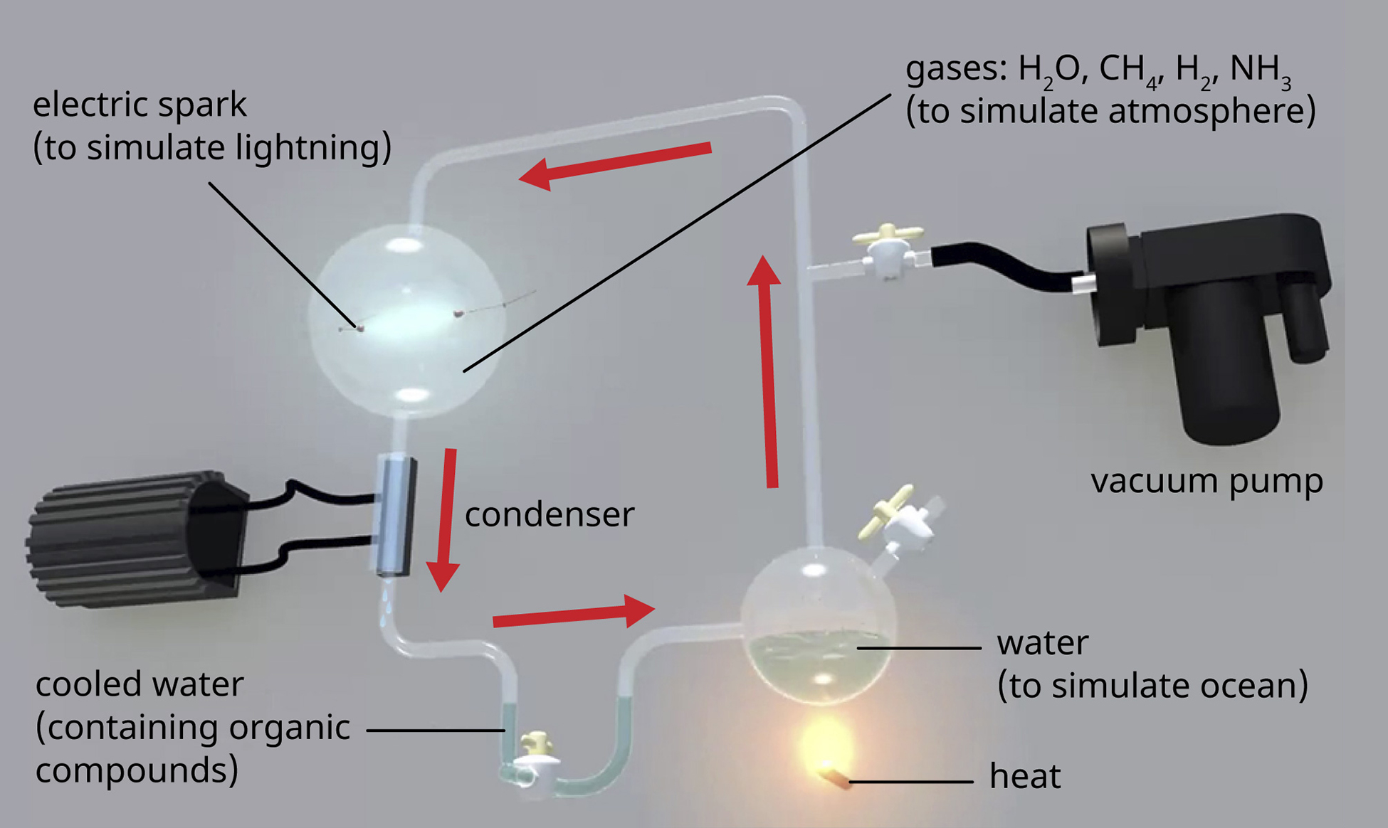 Diagrama del experimento Miller-Urey. Se calienta un matraz de agua (para simular el océano). Esta se conecta a través de tubos de vidrio en circuito cerrado a: una bomba de vacío, un matraz que contiene gases (agua, metano, hidrógeno, amoníaco), y una chispa eléctrica (para simular un rayo), y final a un condensador que enfría el agua. El agua enfriada contiene compuestos orgánicos.