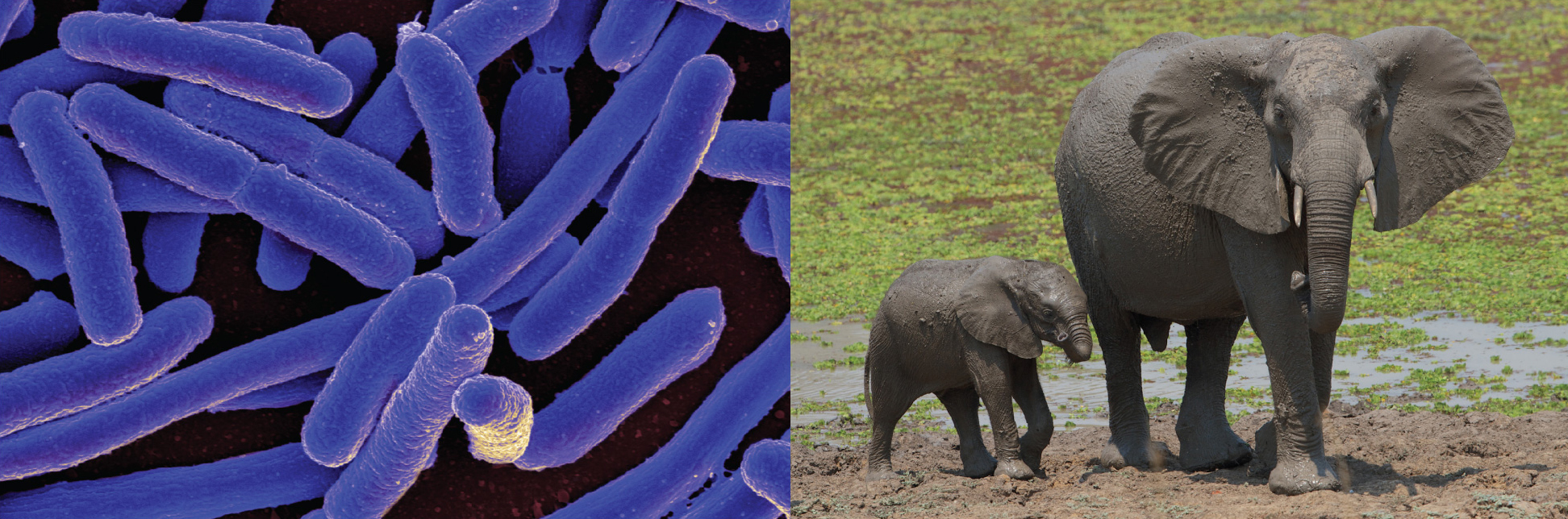 Micrograph of rod shaped cell. Photo of elephants.