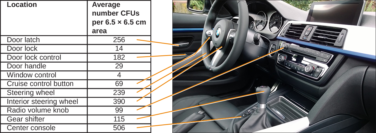 A photo of the inside of a car with a table identifying the average CFUs per 6.5 x 6.5 cm area.  Door latch – 256. Door lock – 14. Door lock control – 182. Door handle – 29. Window control – 4. Cruise control button – 69. Steering wheel – 239. Interior steering wheel – 390. Radio volume know – 99. Gear shifter – 115. Center console – 506.