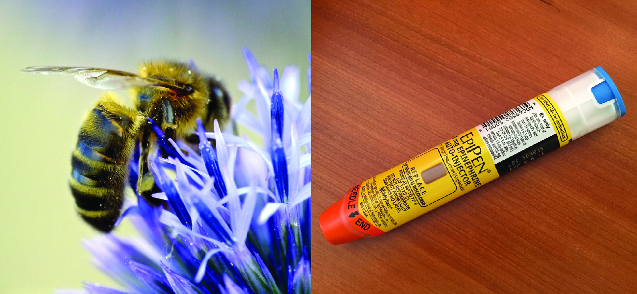 Photo of a bee on a flower. Photo of an EpiPen.