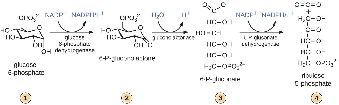 Step 1: Glucose-6-phosphate is a 6 carbon molecule in ring formation with a phosphate group at carbon 6. Step 2: Glucose 6-phosphate dehydrogenase converts glucose-6-phosphate to 6-P-gluconolactone thereby producing NADPH/H+ from NADP+. Step 3: Gluconolactonase converts 6-P-gluconolactone to 6-P-gluconate by hydrolysis. Step 4: 6-P-gluconate dehydrogenase converts 6-P-gluconate to ribulose 5-phosphate thereby producing NADPH/H+ from NADP+.