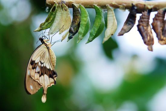 A mostly beige butterfly with a thick brown stripe through its wings hangs beneath a row of cocoons on a branch. Some of the cocoons are empty and transparent, while some are opaque green and appear to still be inhabited.