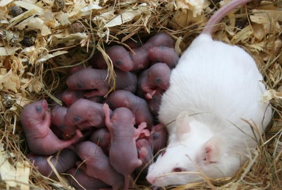 A white mouse with red eyes is with its litter of countless newborns, red in color. They are on a pile of straw.