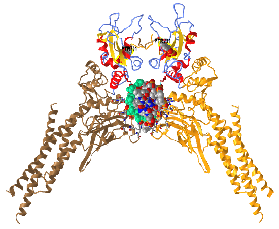 Crystal structure of a tyrosine phosphorylated STAT-1 dimer bound to DNA (1BF5).png