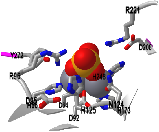 Protein Phosphatase 1 Active Site Residue (4mov).png