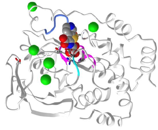 human Protein Tyrosine Phosphatase 1B  in complex with the inhibitor OTA.png