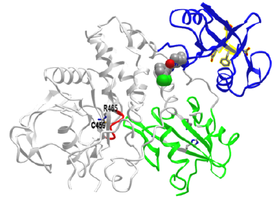Non-receptor PTP_ SHP2_ Allosteric Inhibitor (6MDB).png