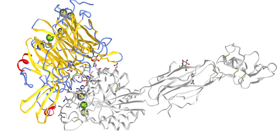 Headpiece of integrin aIIBb3 in open conformation (3FCU).png