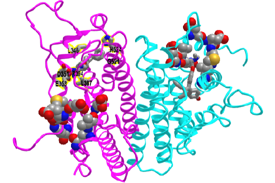 Ligand binding domain Hu estrogen receptor- tamoxifen (3ERT)V2.png