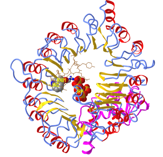 Auxin bound to its receptor TIR1 ubiquitin ligase (2P1Q)v2.png
