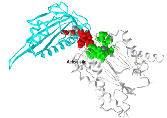 ABA-bound PYL1 and the Protein Phosphatase 2C ABI1  (pdbid 3kdj).png