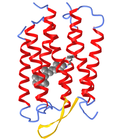 bacterialrhodopsin (1c3w).png