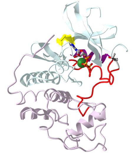 human cyclin-dependent kinase 2 with a bound ATP (1HCK).png