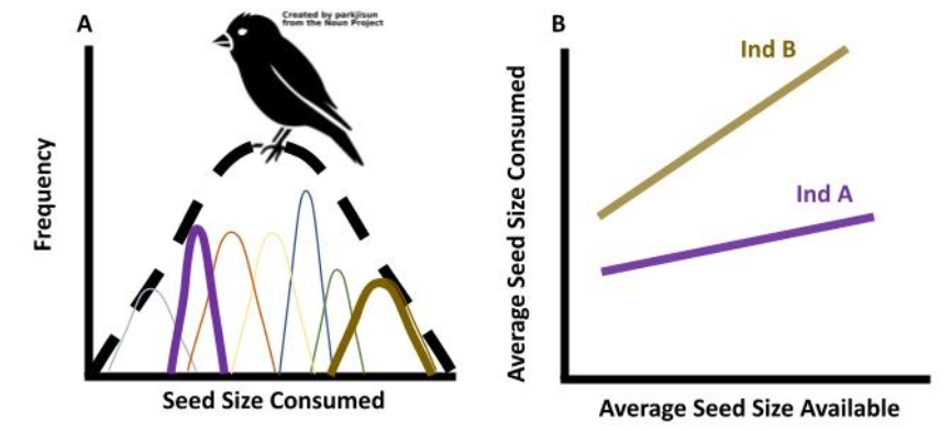 Line graph A has seed size consumed on the x-axis and frequency on the y-axis. One large normally distributed curve shows the overall trend in birds. Several smaller curve make up the bigger one to represent several Individuals. Line graph B has average seed size available on the x-axis and average seed size consumed on the y-axis. Individual B is shown as a tan line with a positive slope. Individual A is a purple line lower on the graph with a smaller positive slope.